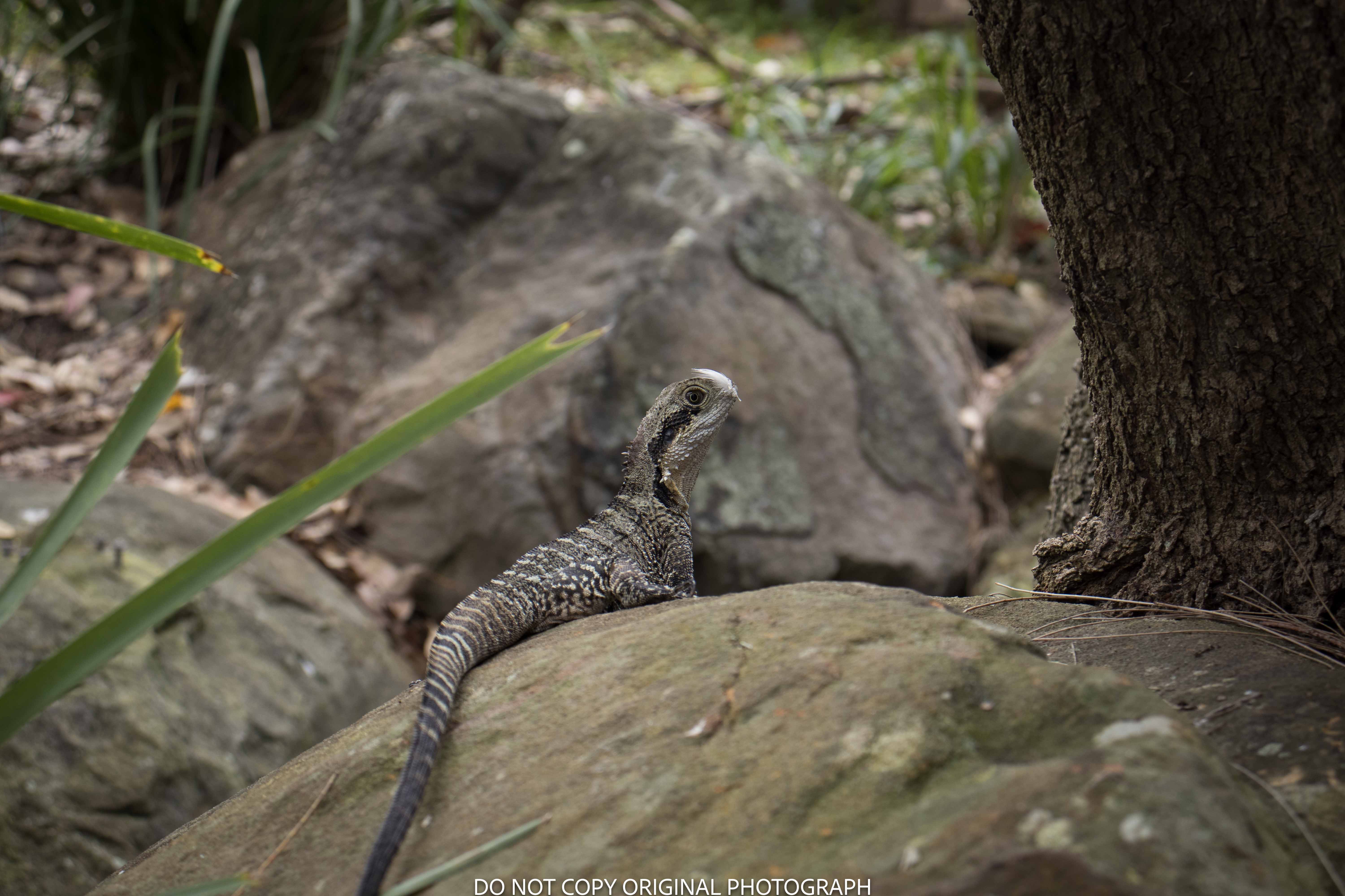 Photo of an eastern water dragon